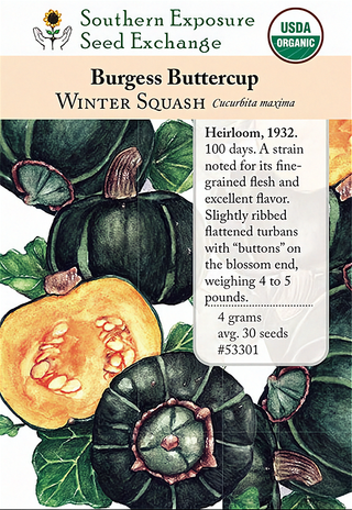 53301 - Buttercup, Burgess