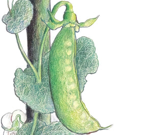 15301 - Mammoth Melting Sugar Tall