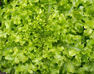 62502 - Salad Bowl