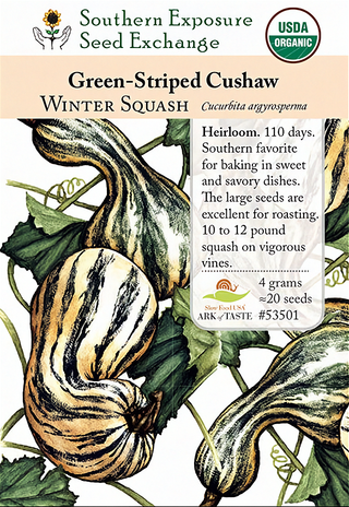 53501 - Green-Striped Cushaw
