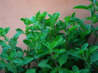 71234 - Marjoram, Sweet