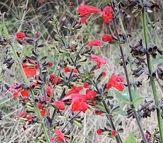 01208 - Scarlet Sage