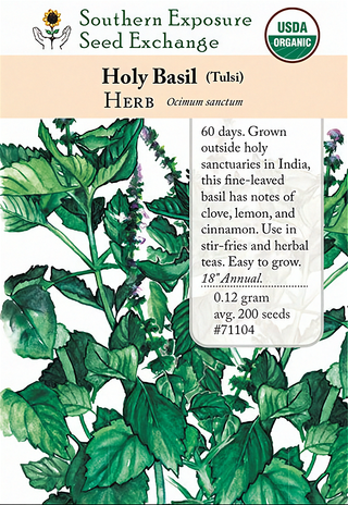 71104 - Basil, Kapoor (Holy)