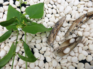 14104 - Henderson Bush