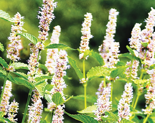 71202 - Anise-Hyssop