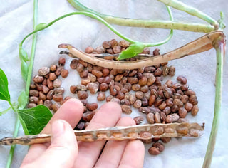 16111 - Whippoorwill