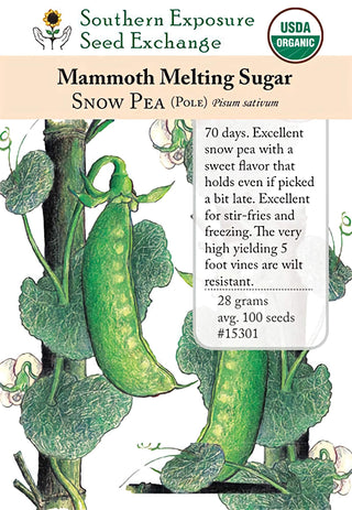 15301 - Mammoth Melting Sugar Tall