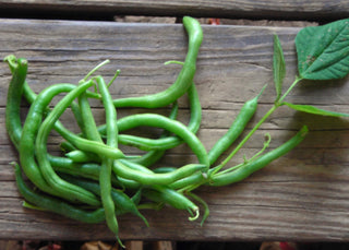 13104 - Blue Lake Bush (Blue Lake 274)