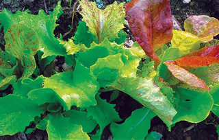 62951 - Wild Garden Lettuce Mix