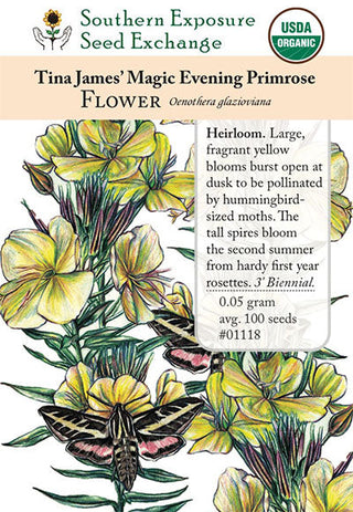 01118 - Evening Scented Primrose, Tina James' Magic