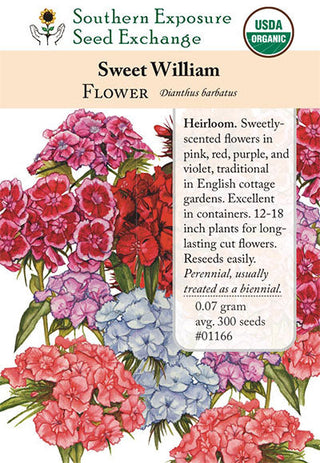 01166 - Sweet William
