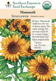05106 - Sunflower, Mammoth