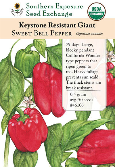 Chilli Cayenne Sweet Robust Flavoured Pepper Sustainably Grown In OZ 10