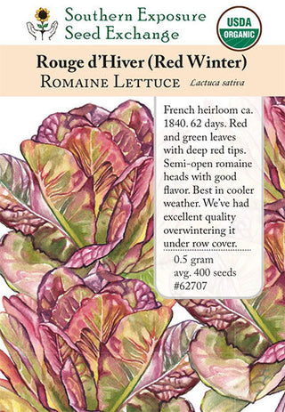 62707 - Rouge d'Hiver (Red Winter)