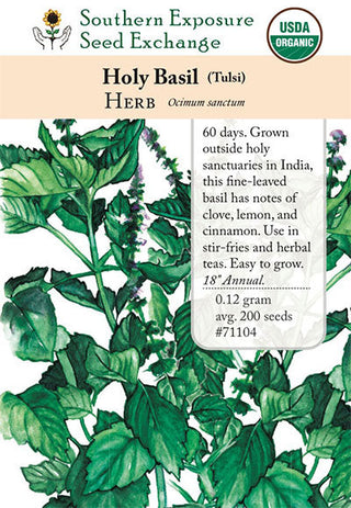 71104 - Basil, Kapoor (Holy)