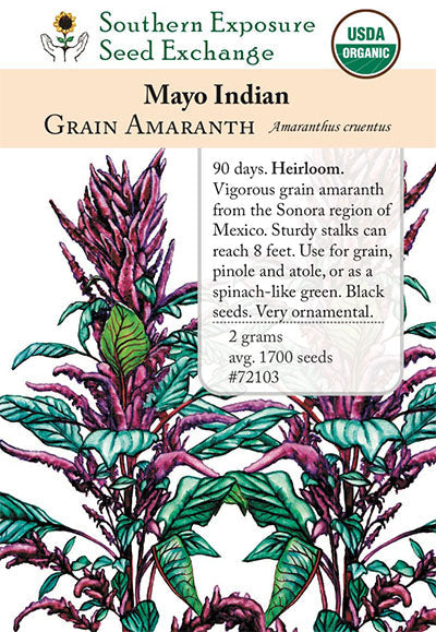 amaranth plant seeds Mayo Indian Amaranth