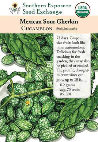 51301 - Mexican Sour Gherkin