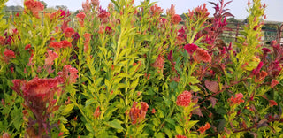 Field of grown Celosia flowers; gate in background