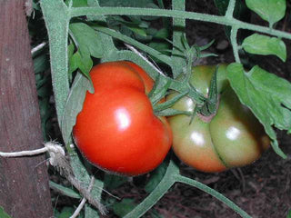 Omar's Lebanese TOMATO .16g seed