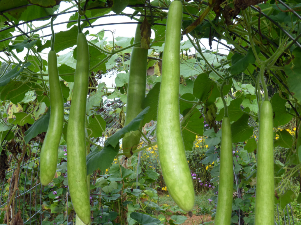 planting cucuzza seeds Cucuzzi (Zuchetta, Guinea Bean) Gourd