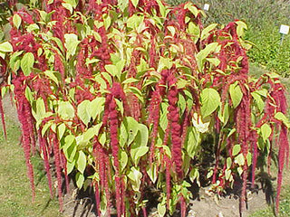 01154 - Amaranth, Love-Lies-Bleeding