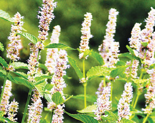 71202 - Anise-Hyssop