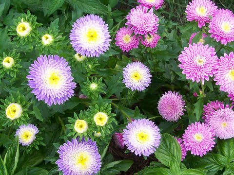 01133 - Aster, Powder Puff Mixed Colors