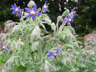 71205 - Borage