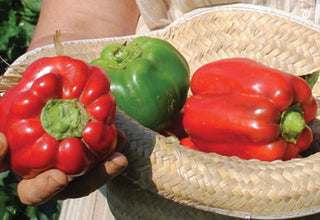 Feherozon PEPPER, BELL (SWEET)