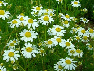 71212 - Chamomile, German