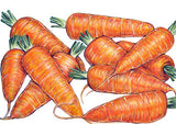 Danvers 126 CARROT
