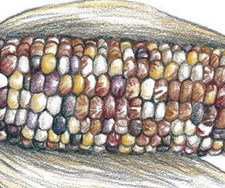 41609 - Cherokee Long Ear Small