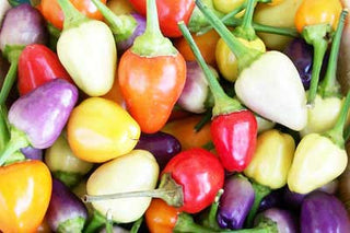 Fish PEPPER, HOT