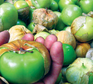 Purple TOMATILLO