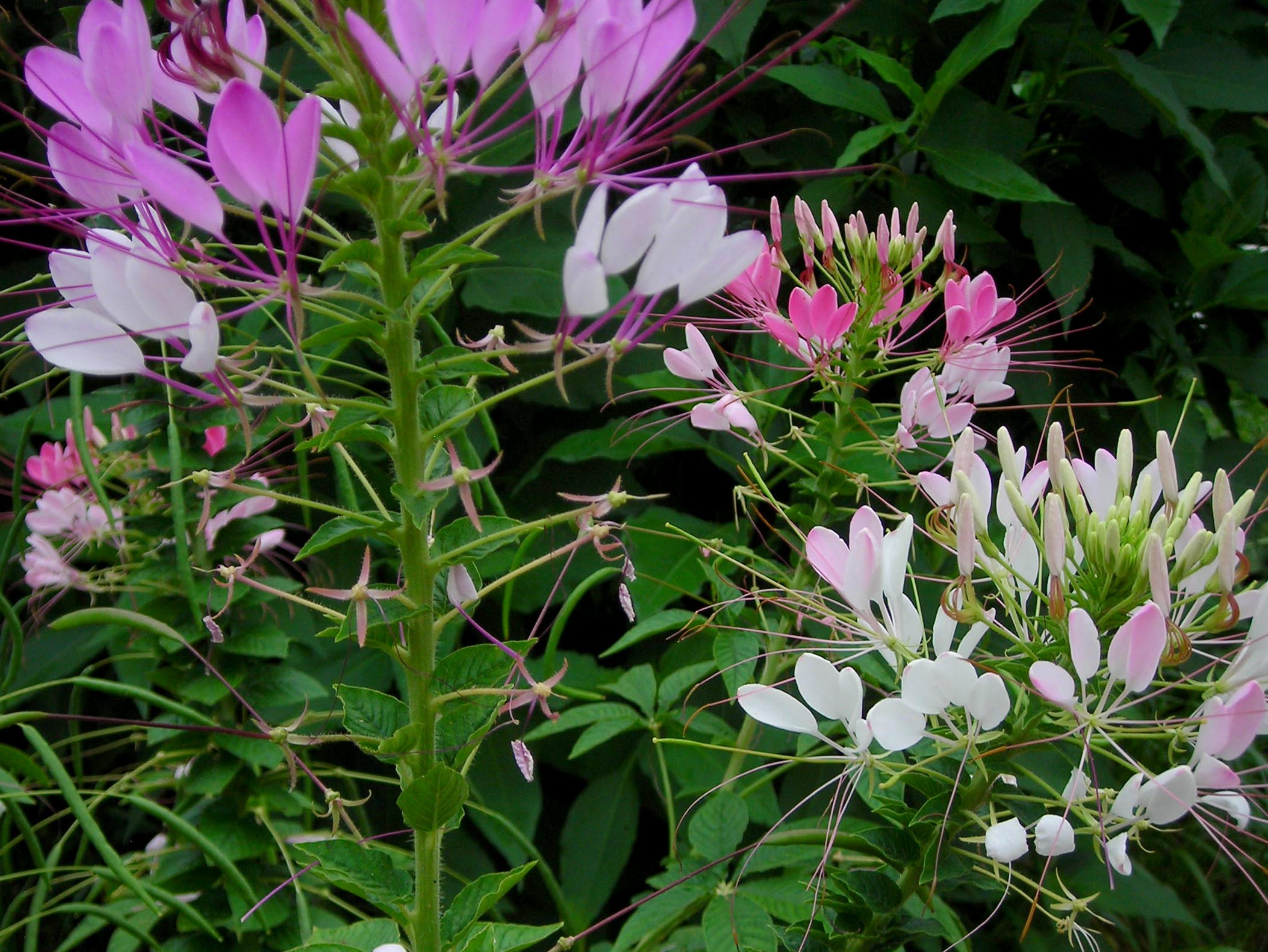 cleome spider flower plant Spider Flower Queen Mix Cleome