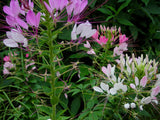01105 - Cleome (Spider Flower), Queen Mix