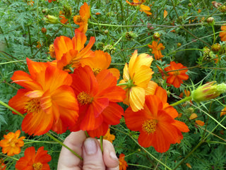 01141 - Cosmos, Memories of Mona