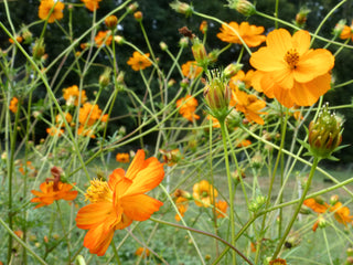 01107 - Cosmos, Mona's Orange