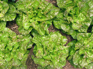 Drunken Woman LETTUCE, LOOSELEAF .5g seed, USDA Certified Organi