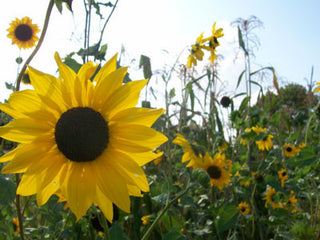 Hopi Dye SUNFLOWER DYE SEED 3g seed