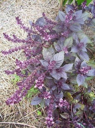 Basil, Holy HERB / NATIVE PLANT