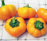 Napoleon Sweet PEPPER, BELL (SWEET) .5g seed, USDA Certified Org