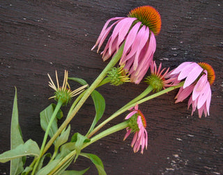 71224 - Echinacea Purpurea (Purple Coneflower)