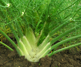 71227 - Fennel, Florence