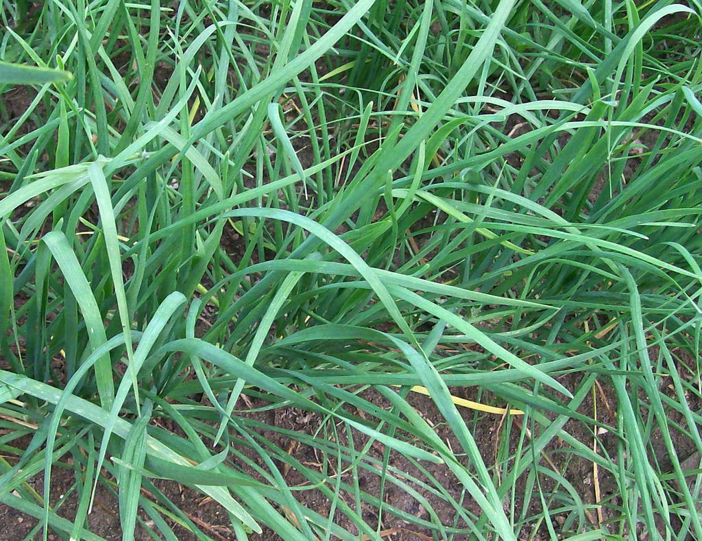 71215 - Chives, Garlic