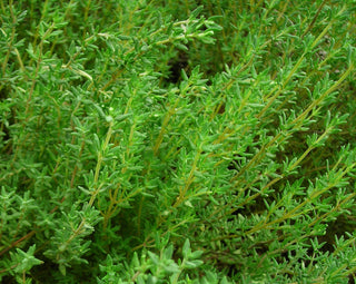 71250 - Thyme, German Winter