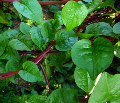 New Zealand SPINACH, SUMMER 4g seed