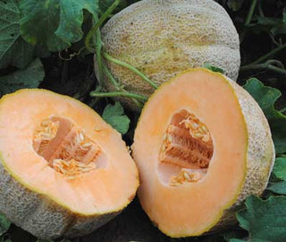 Golden Jenny MUSKMELON 2g seed