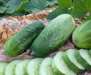 Lemon CUCUMBER, PICKLING 2g seed, USDA Certified Organic