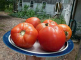 Hugh's TOMATO .16g seed